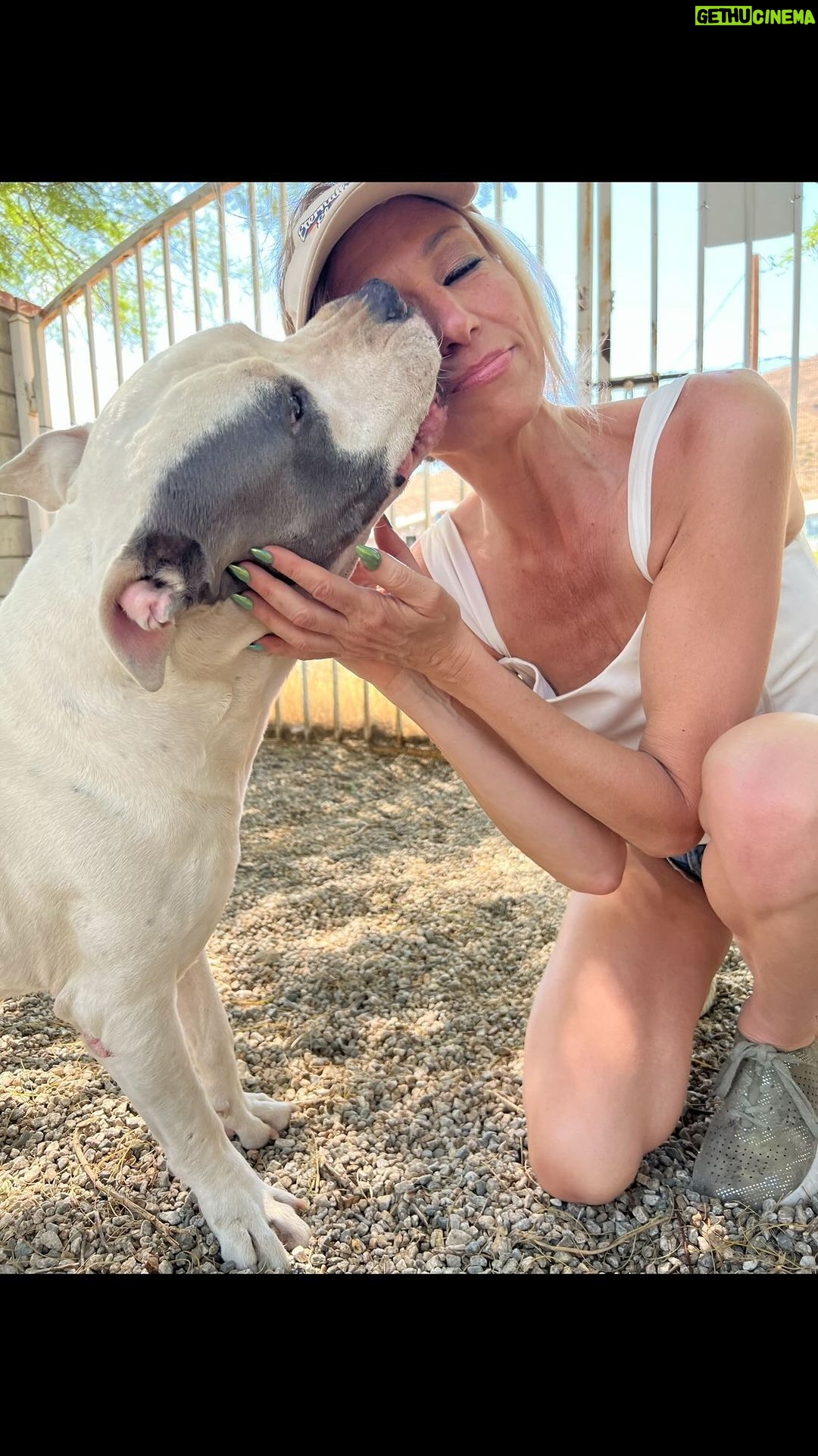 Debbie Gibson Instagram - I’m so thrilled to be playing for Second Chance Dog Rescue tonite 9/8c @abc.tv on @celebritywheeloffortune ! 🐶❤️ I met @joe_a_altieri of @rnrrescueav when my friends @fredcoury and @whatsamotta pointed me in his direction on Instagram when I was trying to save this beauty Henry you see pictured in this post. Henry was less than 24 hours away from euthanasia when I saw him highlighted with an urgent plea on @adopt_sanpedro. It took a village but we got him out of the kill shelter. He was then given a 6 week window to live as he was diagnosed with cancer. Well… after 2 years on Joe’s ranch, defying all odds, Henry just crossed the rainbow bridge 🌈 so it is so fitting to be playing in honour of Henry and all the worthy dogs looking for a safe place to land and for Joe and all the work he does to save one dog at a time. The love and care he puts into each one is truly the meaning of “rescue”. So many kill shelters are over run and doing their best in a system that does not make it feasible for facilities to take care of the overwhelming amount of animals coming in as strays and owner surrenders. Please… if you cannot care for your pet, responsibly re-home them. But dumping them on a highway or at a shelter is cruel and millions of animals are being put down each year. It’s an epidemic. Tune in tonite 9/8c ABC and also will be streaming on Hulu !!! My competitors @timgunn and @loueyfromthehood are goooood. It may be a nail biter ! But fingers crossed 🤞🏽!!! Let’s do it for the dogs ❤️🐶 PS : Henry is a pitbull, a breed often deemed as a liability and wrongly profiled. The only danger I was in was being kissed to death. Sign me up for that 😉 He also became fast friends with my Doxie Joey ! A sweetheart thru and thru. Rest in peace and power sweet Henry and thank you Joe for giving him the best years of his life ! #celebritywheeloffortune #dog #dogmom #dogrescue #pitbull #putbulls #pitbullsofinstagram