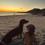 Debbie Gibson Instagram - And then there were 2 … ❤️🐶 ❤️🐶 I had this beach scenario planned for our pack of 3 🐶 🌈coming up and I’m not gonna woulda coulda shoulda cuz the Universe has plans so far beyond what we can comprehend and those hindsight 20/20 glasses are apparently sold out. But we have been bonding and processing as a pack. As a family. I’m so happy to have this moment to breathe and to feel everything because each loss we go through brings back previous loss in my experience. I’m very serene, just introspective and taking stock of what and who is important in my life. I’m very intentional with my love and energy which always feels authentic. Extra vulnerable but, I wouldn’t have it any other way. If you love hard , you’re gonna feel loss hard. And funny enough , in the wake of so much loss in the past couple of years I can only foresee loving even harder. Tomorrow is 35 Years of Lost in Your Eyes. I don’t have any fancy post prepared as things have been kinda wild and I do my social media stuff myself. Just plan to talk to you all visually or through words. The music and how you’ve all embraced it says it ALL !!! I look forward to sharing your stories and posts and please invite me to collab. Maybe one will strike my fancy ! G’night everyone 🤍 #beach #dog #dogmom #dachshundsofinstagram PS Thank you @lecafedelaplagemalibu for my amazing hoodie ! 🩵 Malibu Beach