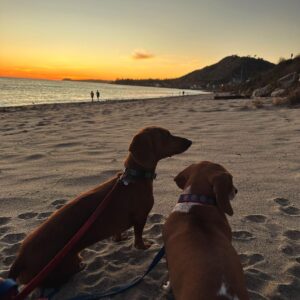 Debbie Gibson Instagram - And then there were 2 … 

❤️🐶 ❤️🐶 

I had this beach scenario planned for our pack of 3 🐶 🌈coming up and I’m not gonna woulda coulda shoulda cuz the Universe has plans so far beyond what we can comprehend and those hindsight 20/20 glasses are apparently sold out.  But we have been bonding and processing as a pack. As a family. 

I’m so happy to have this moment to breathe and to feel everything because each loss we go through brings back previous loss in my experience. 

I’m very serene, just introspective and taking stock of what and who is important in my life. I’m very intentional with my love and energy which always feels authentic. Extra vulnerable but, I wouldn’t have it any other way. 

If you love hard , you’re gonna feel loss hard. And funny enough , in the wake of so much loss in the past couple of years I can only foresee loving even harder. 

Tomorrow is 35 Years of Lost in Your Eyes.  I don’t have any fancy post prepared as things have been  kinda wild and I do my social media stuff myself.  Just plan to talk to you all visually or through words.  The music and how you’ve all embraced it says it ALL !!! 

I look forward to sharing your stories and posts and please invite me to collab. Maybe one will strike my fancy !

G’night everyone 🤍

#beach #dog #dogmom #dachshundsofinstagram

PS Thank you @lecafedelaplagemalibu for my amazing hoodie ! 🩵