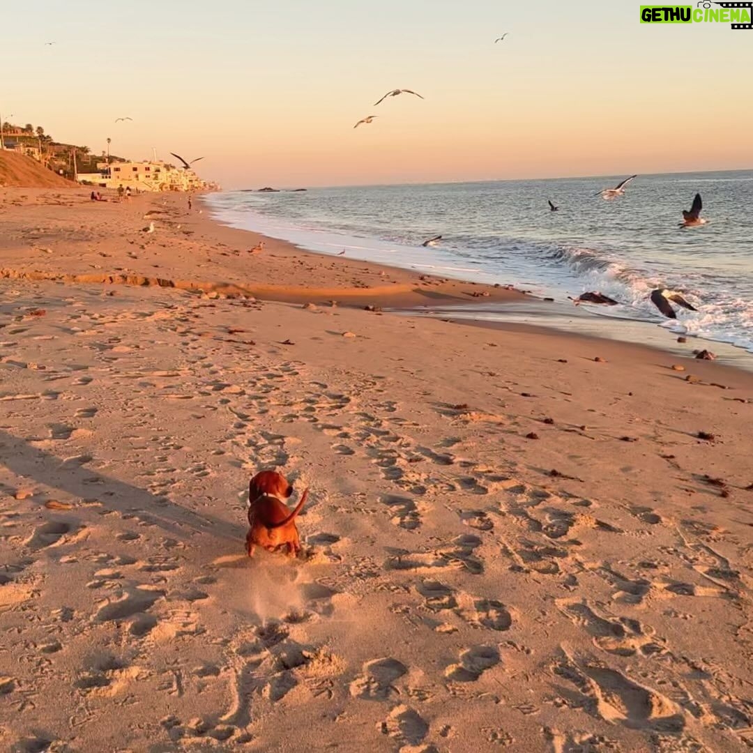 Debbie Gibson - 8.1K Likes - And then there were 2 …
❤️🐶 ❤️🐶
I had this beach scenario planned for our pack of 3 🐶 🌈coming up and I’m not gonna woulda coulda shoulda cuz the Universe has plans so far beyond what we can comprehend and those hindsight 20/20 glasses are apparently sold out. But we have been bonding and processing as a pack. As a family.
I’m so happy to have this moment to breathe and to feel everything because each loss we go through brings back previous loss in my experience.
I’m very serene, just introspective and taking stock of what and who is important in my life. I’m very intentional with my love and energy which always feels authentic. Extra vulnerable but, I wouldn’t have it any other way.
If you love hard , you’re gonna feel loss hard. And funny enough , in the wake of so much loss in the past couple of years I can only foresee loving even harder.
Tomorrow is 35 Years of Lost in Your Eyes. I don’t have any fancy post prepared as things have been kinda wild and I do my social media stuff myself. Just plan to talk to you all visually or through words. The music and how you’ve all embraced it says it ALL !!!
I look forward to sharing your stories and posts and please invite me to collab. Maybe one will strike my fancy !
G’night everyone 🤍
#beach #dog #dogmom #dachshundsofinstagram
PS Thank you @lecafedelaplagemalibu for my amazing hoodie ! 🩵