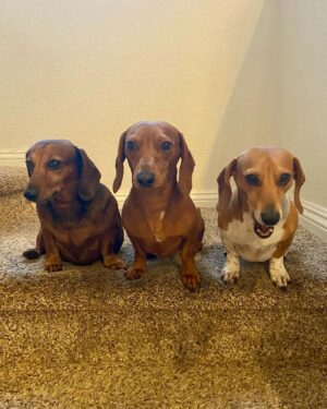 Debbie Gibson Instagram - TROUPER 🌈❤️

Crossed the Rainbow Bridge December 29, 2023 😢❤️🐕

@theanimalfoundation 

Last photo : @spanosphoto 

6th Photo : Julie Savage 

#dog #rescuedog #dachshund #dachshundsofinstagram #rainbow bridge