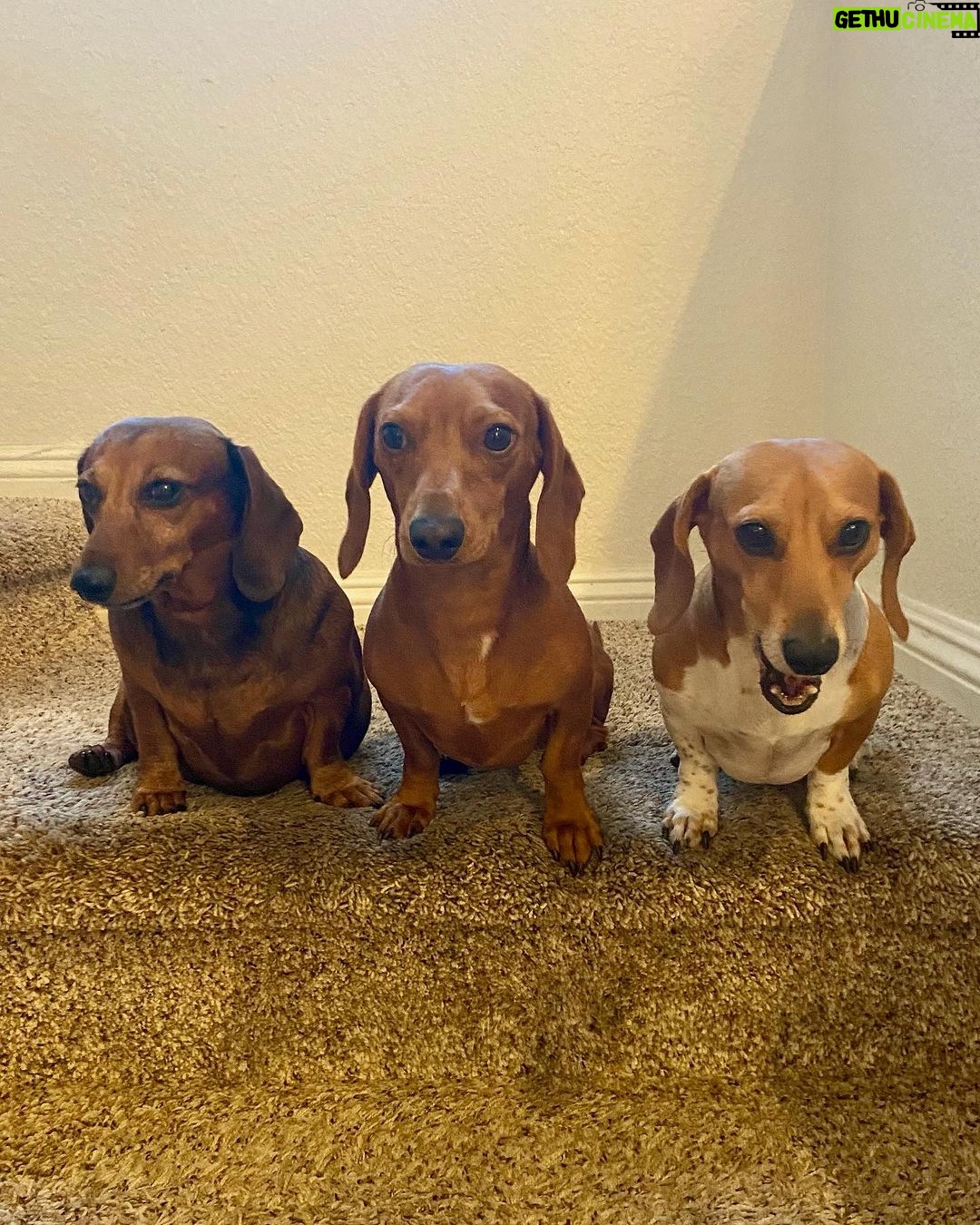 Debbie Gibson - 8.1K Likes - TROUPER 🌈❤️
Crossed the Rainbow Bridge December 29, 2023 😢❤️🐕
@theanimalfoundation
Last photo : @spanosphoto
6th Photo : Julie Savage
#dog #rescuedog #dachshund #dachshundsofinstagram #rainbow bridge
