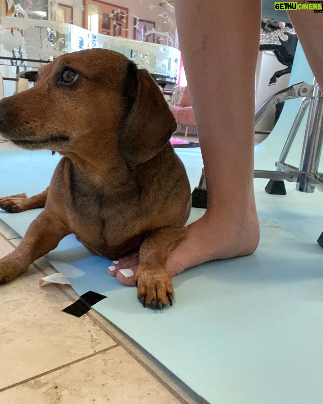 Debbie Gibson - 8.1K Likes - TROUPER 🌈❤️
Crossed the Rainbow Bridge December 29, 2023 😢❤️🐕
@theanimalfoundation
Last photo : @spanosphoto
6th Photo : Julie Savage
#dog #rescuedog #dachshund #dachshundsofinstagram #rainbow bridge