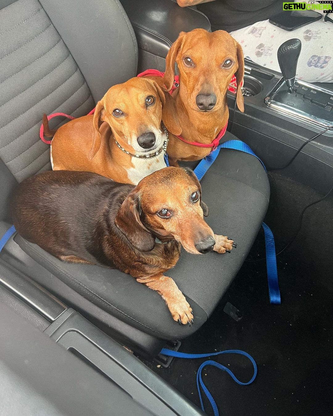 Debbie Gibson Instagram - TROUPER πβ€οΈ Crossed the Rainbow Bridge December 29, 2023 π’β€οΈπ @theanimalfoundation Last photo : @spanosphoto 6th Photo : Julie Savage #dog #rescuedog #dachshund #dachshundsofinstagram #rainbow bridge