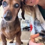 Debbie Gibson Instagram - TROUPER 🌈❤️ Crossed the Rainbow Bridge December 29, 2023 😢❤️🐕 @theanimalfoundation Last photo : @spanosphoto 6th Photo : Julie Savage #dog #rescuedog #dachshund #dachshundsofinstagram #rainbow bridge
