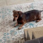 Debbie Gibson Instagram – TROUPER 🌈❤️

Crossed the Rainbow Bridge December 29, 2023 😢❤️🐕

@theanimalfoundation 

Last photo : @spanosphoto 

6th Photo : Julie Savage 

#dog #rescuedog #dachshund #dachshundsofinstagram #rainbow bridge