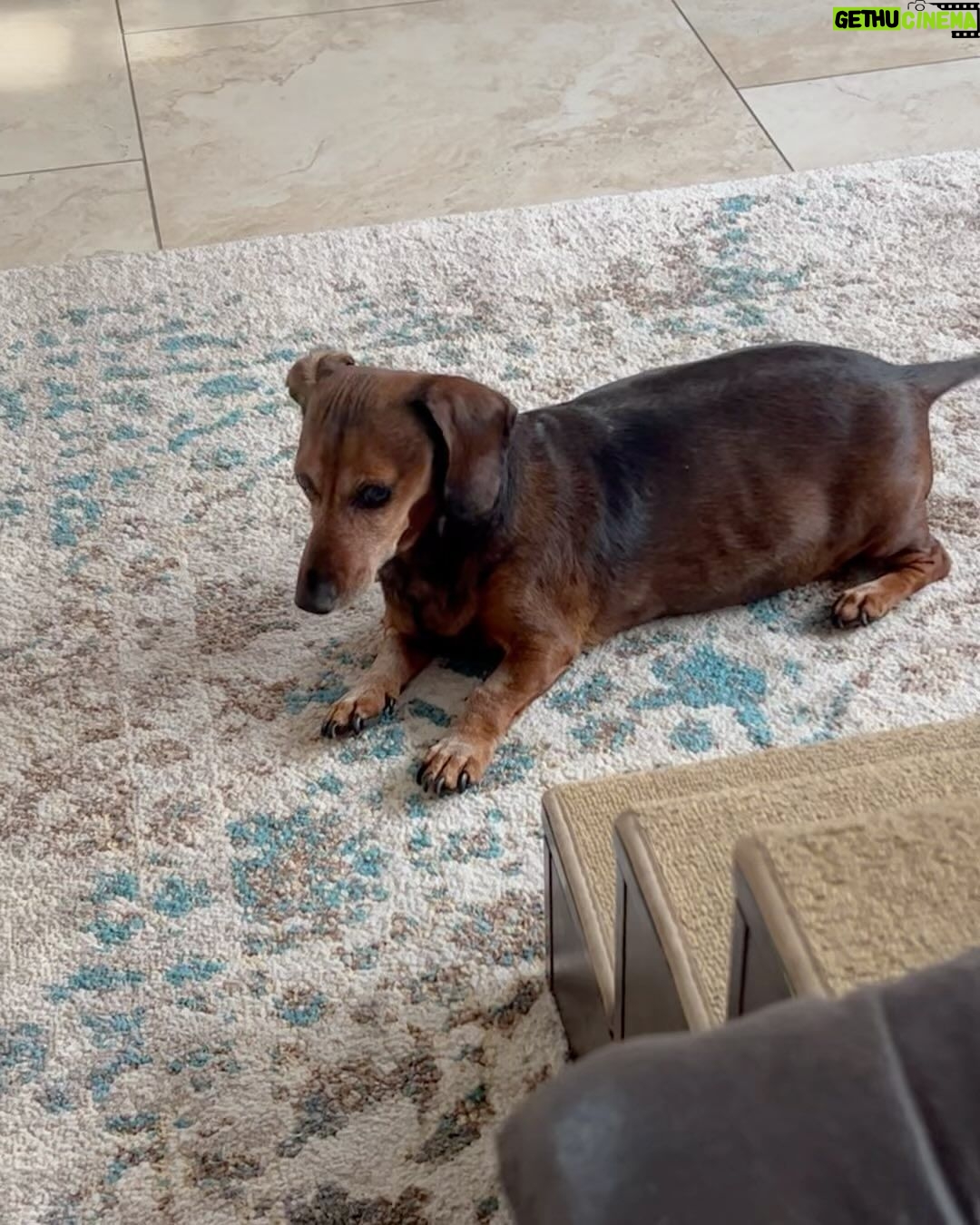 Debbie Gibson Instagram - TROUPER πβ€οΈ Crossed the Rainbow Bridge December 29, 2023 π’β€οΈπ @theanimalfoundation Last photo : @spanosphoto 6th Photo : Julie Savage #dog #rescuedog #dachshund #dachshundsofinstagram #rainbow bridge