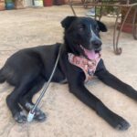 Devin Lytle Instagram – Little life update!✨

Internet, meet Disco, the newest addition to our family. About a month ago, Patrick and I found Disco on @pawsitivebeginningsla, and our heart mellllted. 🫠 

The folks over at @pawsitivebeginningsla were so understanding and respectful of our process, and allowed us to take a couple weeks to foster this sweet pup while we readjusted our lives. Fun fact, owning a #puppy is a MASSIVE undertaking – one that I was semi prepared for – but Aleks at @pawsitivebeginningsla made herself so available for all of our questions and concerns! 🙏🏻

Disco is a smart cookie (like her Daddy) with a flair for the dramatics (like her Mama). She keeps Mars and I on our toes, and she has already taught me more about my capacity for patience and empathy than ever. I adore her, and I think you will too. Devin But Better fans, get ready for a return to #youtube with her story soon! 🪩💕 Los Angeles, California