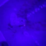 Devin Lytle Instagram - a lil bit of life lately 💅🏻