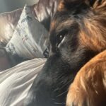Devon Sawa Instagram - Sometimes he snuggles. Sometimes.