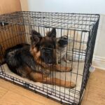 Devon Sawa Instagram - Poor girl just wants to be left alone in her crate. — But he loves her.