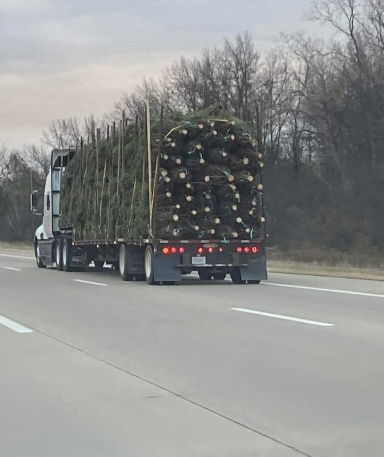Devon Sawa Instagram - Driving behind this log truck carrying Christmas trees and thought I’d wish you all a happy holidays!