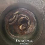 Diana Nicolau Instagram - Para aqueles que me dizem que sou muito corajosa e que invejam esta coragem toda, ora vejam como é tudo fachada. 🐍 For those who think I’m brave, well… I’m just a good pretender! 😳 (a foto foi do snake wine que provei hoje. Bem bom por sinal. Pena ter sido às 10h da manhã. Invejosos dirão que lá também temos uma aguardente do lagarto 🦎 Mas se virem um lagarto numa gruta, não se borram pois não? Ah pronto. Ficamos assim. 😏) pic: snake wine tasting 🍷 🐍 Battambang