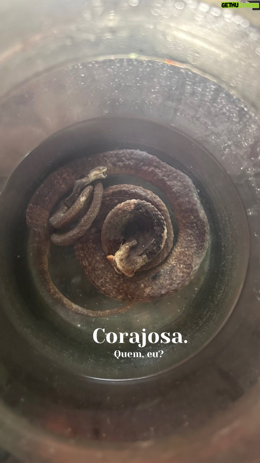 Diana Nicolau Instagram - Para aqueles que me dizem que sou muito corajosa e que invejam esta coragem toda, ora vejam como é tudo fachada. 🐍 For those who think I’m brave, well… I’m just a good pretender! 😳 (a foto foi do snake wine que provei hoje. Bem bom por sinal. Pena ter sido às 10h da manhã. Invejosos dirão que lá também temos uma aguardente do lagarto 🦎 Mas se virem um lagarto numa gruta, não se borram pois não? Ah pronto. Ficamos assim. 😏) pic: snake wine tasting 🍷 🐍 Battambang