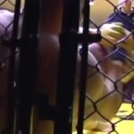 Diego Sanchez Instagram - There is no other feeling like hearing Diego Diego Diego chant while fighting in front of family for family