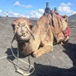 Dino Fetscher Instagram - Making pals at work; this is Federico! 🐫♥️🐪