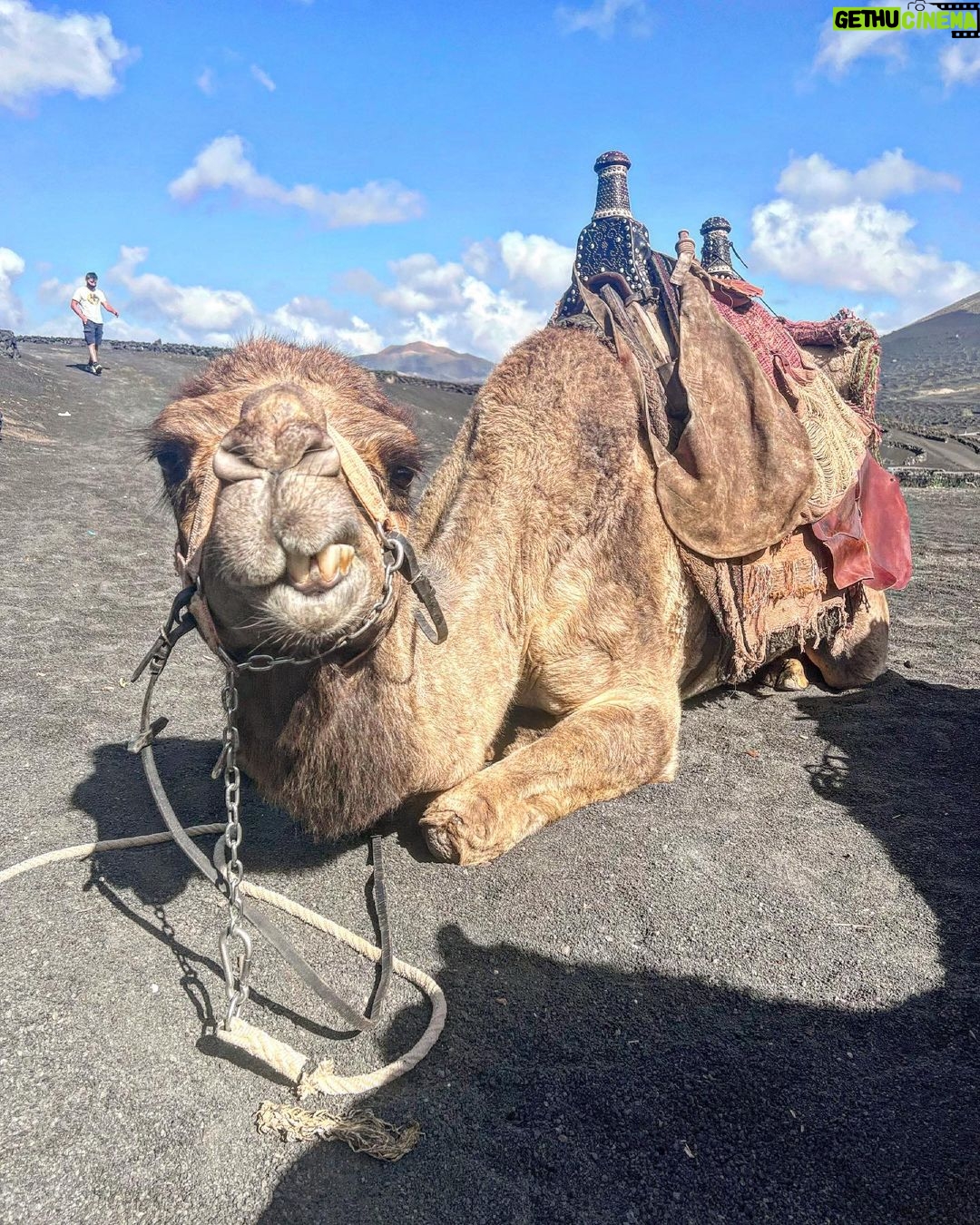 Dino Fetscher Instagram - Making pals at work; this is Federico! 🐫♥️🐪
