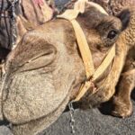 Dino Fetscher Instagram - Making pals at work; this is Federico! 🐫♥️🐪