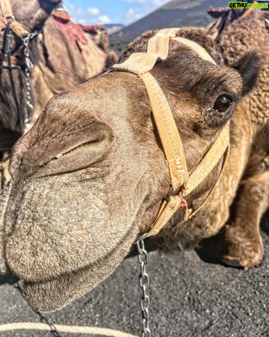 Dino Fetscher Instagram - Making pals at work; this is Federico! 🐫♥️🐪