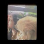 Divyadisha Mohanty Instagram - Coco 💕❤️