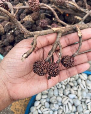 Divyadisha Mohanty Instagram - 