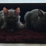 Doja Cat Instagram – these