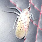 Doja Cat Instagram - bug