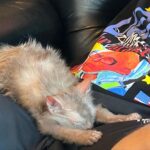 Doja Cat Instagram - Irv bowing in his sleep to my merch.