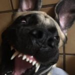 Eaddy Mays Instagram - 💙 Xena - our funny, protective, loyal, patient warrior princess 💙 …and ruddy good dog. ✨ we’ll play together again soon, Zee, when we reunite in the Star Dust ✨ 🤟🏼 ♾️ 😇 United States