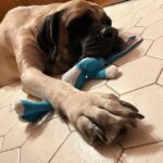Eaddy Mays Instagram - 💙 Xena - our funny, protective, loyal, patient warrior princess 💙 …and ruddy good dog. ✨ we’ll play together again soon, Zee, when we reunite in the Star Dust ✨ 🤟🏼 ♾️ 😇 United States