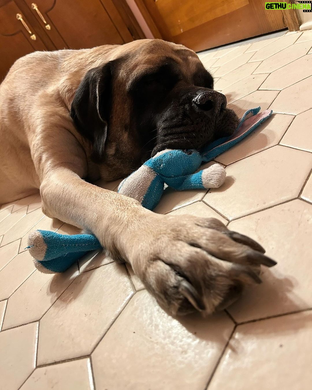 Eaddy Mays Instagram - 💙 Xena - our funny, protective, loyal, patient warrior princess 💙 …and ruddy good dog. ✨ we’ll play together again soon, Zee, when we reunite in the Star Dust ✨ 🤟🏼 ♾️ 😇 United States