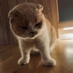 Ed Sheeran Instagram - Virgin dump, more to come