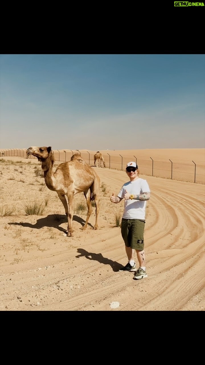 Ed Sheeran Instagram - Out in Dubai hanging with the camels 🐪 #gang