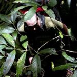 Ed Stafford Instagram - The Amazon is calling… so I’ve parked up my caravan and it’s time to survive again. Brazil is the next destination and I fly in two weeks. Back into the trees we go 😎🌳🌳 🇧🇷 A Amazônia está chamando… então estacionei minha caravana e é hora de sobreviver novamente. O Brasil é o próximo destino e eu voo em duas semanas. De volta às árvores nós vamos! 🇹🇷 Amazon arıyor… bu yüzden karavanımı park ettim ve tekrar hayatta kalma zamanı geldi. Sıradaki varış noktası Brezilya ve iki hafta sonra uçuyorum. Ağaçlara geri dönüyoruz… #amazonrainforest #jungle #survival #firstmanout #fmo3 #bushcraft Manaus, Brazil