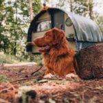 Ed Stafford Instagram – First night tonight when all three of our pods are occupied. 🍻 I’ve spent the morning strimming & raking and I have to say the woods look mint 😎. Vino 🍷 time. #thesleepyexplorer #pods #glamping #vanlife #adventuredog #adventuretravel @landpod @_tree_tents @showershacks #camping #staycation #uniquehotels United Kingdom
