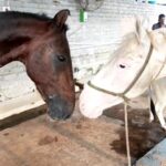 Elina Samantray Instagram - Meet Mellow, a horse used for pulling carts during marriage seasons but suffered from bad shoulder injury and then abandoned. He was found on the streets of Jagatpur and currently moved to SfA~Ark. His diagnosis shows that he suffers from shoulder injury, smelling hooves (probably infected) and malnourishment. Chetak welcomed him with joy which was pretty magical. We rescued him to give his life a second chance. Would you want to be a part of it? We need 30,000 INR for his recovery. Contribute to help him. Thank you. 🙏 Account Name:- Speak For Animals Account Number:- 0353101028675 IFSC:- CNRB0000353 Bank Name:- Canara Bank, Branch:- Bapuji Nagar, Bhubaneswar. Paytm/Gpay/PhonePe 9777270804 Share www.sfaindia.in