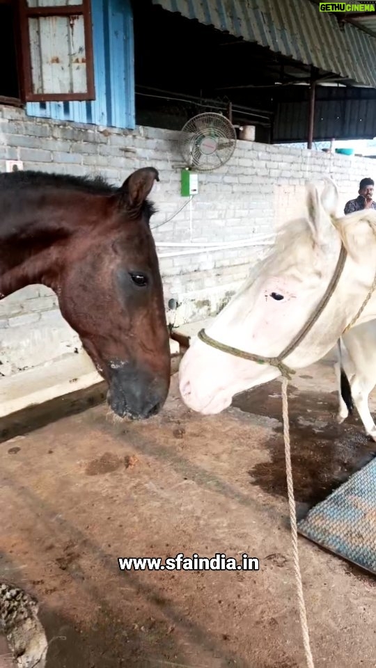 Elina Samantray Instagram - Meet Mellow, a horse used for pulling carts during marriage seasons but suffered from bad shoulder injury and then abandoned. He was found on the streets of Jagatpur and currently moved to SfA~Ark. His diagnosis shows that he suffers from shoulder injury, smelling hooves (probably infected) and malnourishment. Chetak welcomed him with joy which was pretty magical. We rescued him to give his life a second chance. Would you want to be a part of it? We need 30,000 INR for his recovery. Contribute to help him. Thank you. 🙏 Account Name:- Speak For Animals Account Number:- 0353101028675 IFSC:- CNRB0000353 Bank Name:- Canara Bank, Branch:- Bapuji Nagar, Bhubaneswar. Paytm/Gpay/PhonePe 9777270804 Share www.sfaindia.in