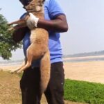 Elina Samantray Instagram - An Indian Bengal Fox was found struggling for life next to Banks of River Kathajodi. After being spotted by villagers, we immediately went to rescue the baby. We are yet to figure the issue but it had a fever and was dehydrated. Currently still under a comatose stage. Please pray for its recovery. 🙏 Share. www.sfaindia.in