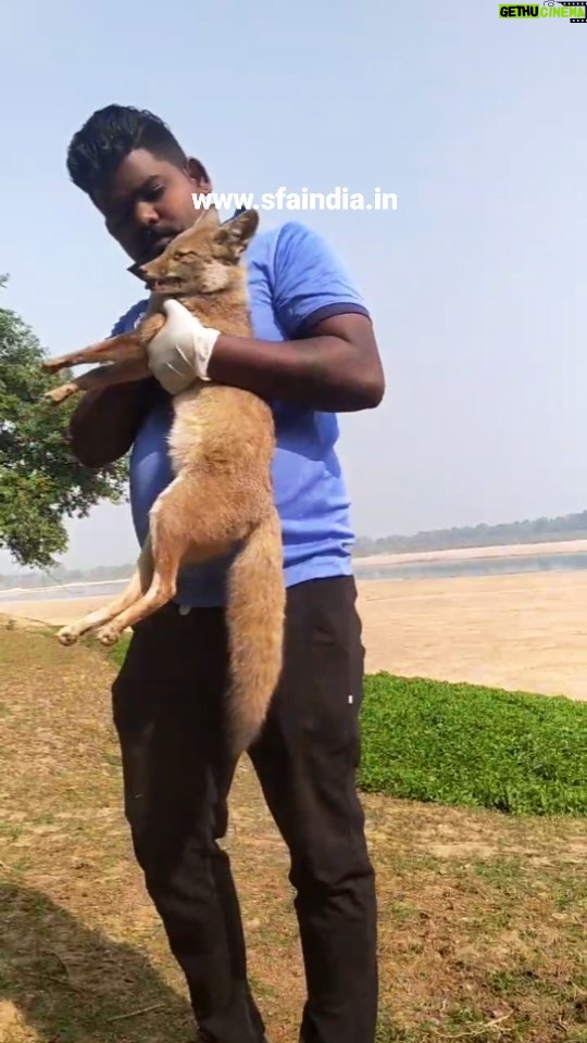 Elina Samantray Instagram - An Indian Bengal Fox was found struggling for life next to Banks of River Kathajodi. After being spotted by villagers, we immediately went to rescue the baby. We are yet to figure the issue but it had a fever and was dehydrated. Currently still under a comatose stage. Please pray for its recovery. 🙏 Share. www.sfaindia.in