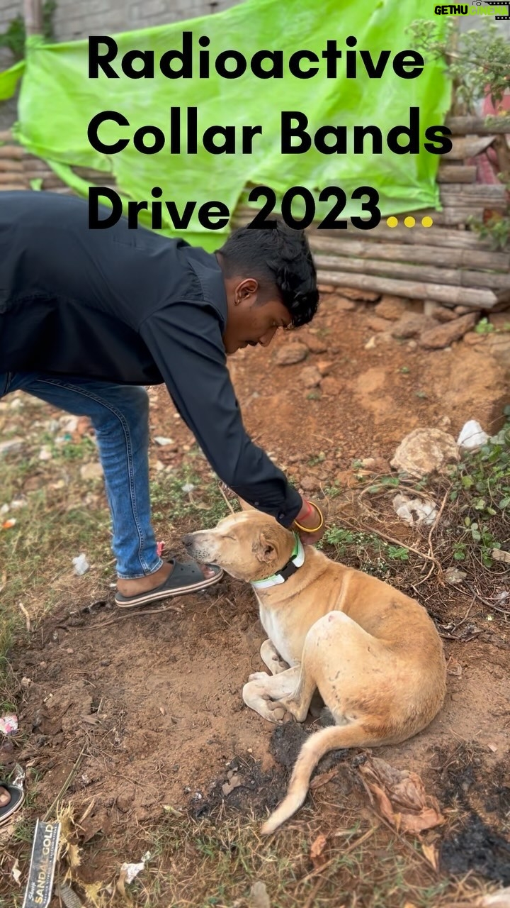 Elina Samantray Instagram - “RADIUM COLLAR BANDS DRIVE 2023”‼️ An initiative by Kalinga Yuva Sena Reflective collar bands for the abandoned voiceless stray souls..... This helps in avoiding accidents at late night and help both humans and Animals from a mishap‼️ Keep supporting!! . . . . . . . . . . . . . . . . #maa #reflective #collar #collar #gaumata #gauseva #accident #less #gaumatakijaiho #straylife #stray #bhubaneswarbuzz #animalrights #cattle #radium #radiumcollar #radiumcollarsforstrays #beltsforprotection #protection #protectwildlife #support #explorepage #explore #exploremore #kalingayuvasena #brightfuture #animallovers #explore #75hardchallenge #jaishreeram #jaimatarani Bhubaneswar, India
