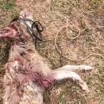 Elina Samantray Instagram - Honestly, this particular case has shook us to the core and had never witnessed such an incident before. We received a call on 27th November, that a Labrador was allegedly tied up in a sack(stained in blood) , dumped while she was bleeding profusely, in the outskirts of chandaka, boundary of bharatpur forest inside a trench. It was just not the sack but her mouth was too, so that he couldn't scream. She was discovered by a few passersby. Upon reaching, we could see a life choking on breath, covered with flies as many as hundreds and badly burning due to heat. But within moments of moving him inside the vehicle and starting off fluids, she suffered from a severe cardiac arrest and passed away. Both her ears were full with hundreds of maggots oozing out and bleeding cut marks of torture all around her body. What wrong had she done to suffer a death so painful? Why can't we be humans, just for once? We have no words. This was immensely depressing for us. But we managed to put up a small reel hoping we could generate awareness, so this doesn't happen again. Share. 💔 www.sfaindia.in Chandaka - Dampara Wildlife Sanctuary