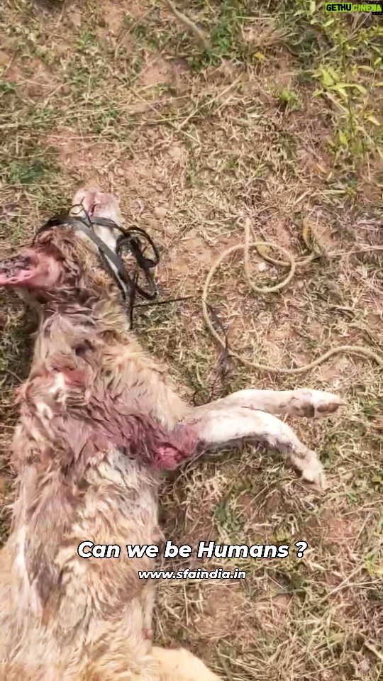 Elina Samantray Instagram - Honestly, this particular case has shook us to the core and had never witnessed such an incident before. We received a call on 27th November, that a Labrador was allegedly tied up in a sack(stained in blood) , dumped while she was bleeding profusely, in the outskirts of chandaka, boundary of bharatpur forest inside a trench. It was just not the sack but her mouth was too, so that he couldn't scream. She was discovered by a few passersby. Upon reaching, we could see a life choking on breath, covered with flies as many as hundreds and badly burning due to heat. But within moments of moving him inside the vehicle and starting off fluids, she suffered from a severe cardiac arrest and passed away. Both her ears were full with hundreds of maggots oozing out and bleeding cut marks of torture all around her body. What wrong had she done to suffer a death so painful? Why can't we be humans, just for once? We have no words. This was immensely depressing for us. But we managed to put up a small reel hoping we could generate awareness, so this doesn't happen again. Share. 💔 www.sfaindia.in Chandaka - Dampara Wildlife Sanctuary