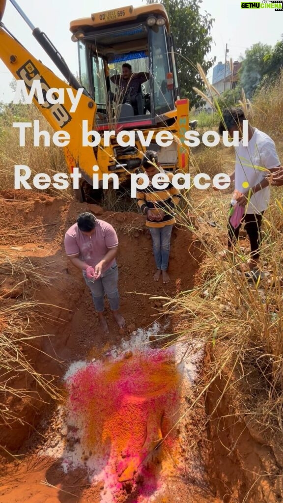 Elina Samantray Instagram - A brave soul left us today, who fought hard for her baby since 2 long weeks, after being victimised by crackers and lots of pain!! We lost today!! All our prayers goes in vain😔, Hey god how can you punish these voiceless and innocent souls, Have no words to say!! REST IN PEACE “BRAVE SOUL” A case from Kiapala, Banki where an 8 months pregnant mother cow was caught by crackers by some inhuman mad group of people! That’s really distressing. Such actions are not just harmful but also cruel to animals. It’s important to treat all living beings with respect and care. If you witness any such acts, reporting them to the authorities can help prevent such cruelty. An humble request from our whole KALINGA YUVA SENA team♦️ . . . . . . . . . #rescue #navratri #maadurga #mahadev #matarani #godbless #prayers #shelter #75hard #bhubaneswar #students #youth #youthpower#explorepage #exploremore #lovely #gaumata #gaumatakijaiho #kalingayuvasena #bhubaneswar #india #indianarmy #indianculture #culture #medication #cute #cutecows #cow #cowlover #caring #ɢᴀᴜᴍᴀᴛᴀʙᴀᴄʜᴀᴏ Kalinga Yuva Sena