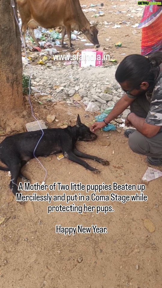 Elina Samantray Instagram - A Mother of two little pups was beaten up mercilessly while protecting them at 7 acres, Housing Board Colony, BDA, Chandrashekharpur, Bhubaneswar. It is so horrible that she is in a critical stage suffering from Brain Hemorrhage in a Coma Stage. The perpetrator was arrested by the police and a complaint has been done at the station. This is a very heartbreaking incident on the years eve. Let us be kind towards them. Share and Aware. Happy New Year 2024. www.sfaindia.in Chandrasekharpur,Bhubaneswar