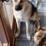 Eliza Coupe Instagram - I miss my baaaaaaabies 🥺😩🙏🏻🖤 #rex #jedi #germanshepherd #wolfdog #dogsofinstagram #babies #germanshepherdsofinstagram #german #wolf #puppies #lovies #topanga #mifamilia #billyrexyjedime #myloves #dogmom #hashtag #itsfine