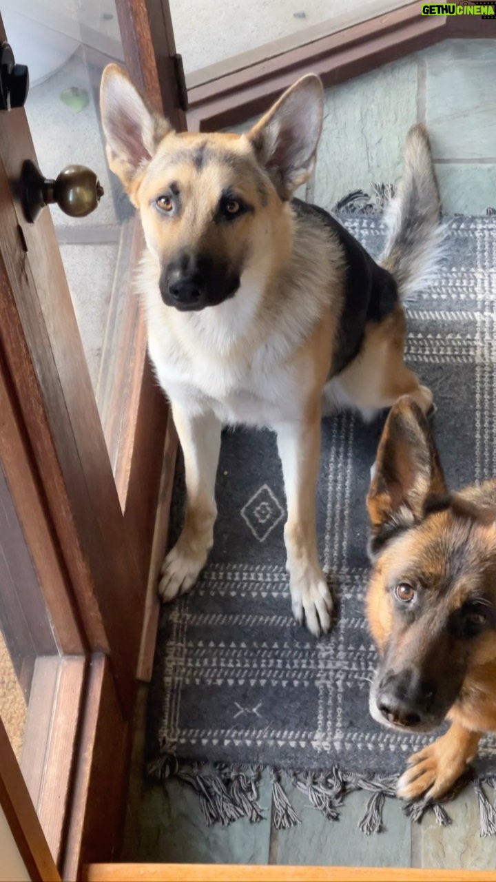 Eliza Coupe Instagram - I miss my baaaaaaabies π₯Ίπ©ππ»π€ #rex #jedi #germanshepherd #wolfdog #dogsofinstagram #babies #germanshepherdsofinstagram #german #wolf #puppies #lovies #topanga #mifamilia #billyrexyjedime #myloves #dogmom #hashtag #itsfine