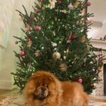 Elizabeth Chai Vasarhelyi Instagram - I love the holidays and I love this guy so very much @mochithechow only you can make a Christmas tree look like an accessory