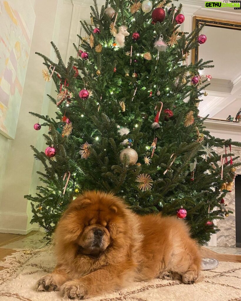 Elizabeth Chai Vasarhelyi Instagram - I love the holidays and I love this guy so very much @mochithechow only you can make a Christmas tree look like an accessory