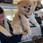 Elizabeth Chai Vasarhelyi Instagram – @kyutani this one is for you. Roxy belongs to the oligarch princess seated next to me to Budapest…. #planepics