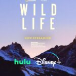 Elizabeth Chai Vasarhelyi Instagram - Wild Life is now streaming on @disneyplus and @hulu! Thank you to everyone who has helped bring @kristine_tompkins story to the world, thank you to our partners at @natgeodocs, @annacmbarnes, and thank you to my life and creative partner @jimmychin. Go stream it now!